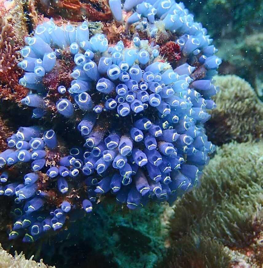 Scuba Diving at Payar Island