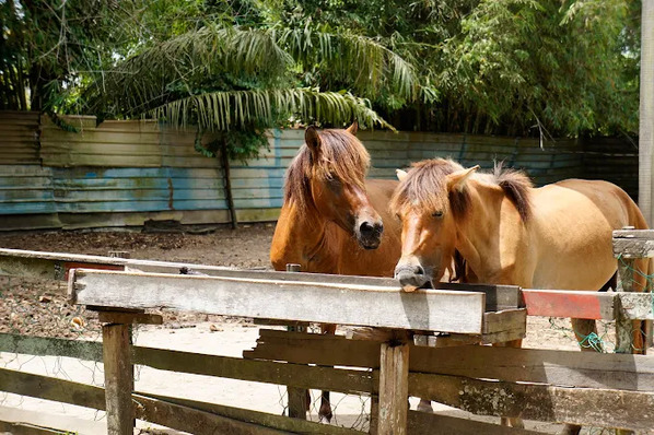 Miri Crocodile Farm and Mini Zoo Experience