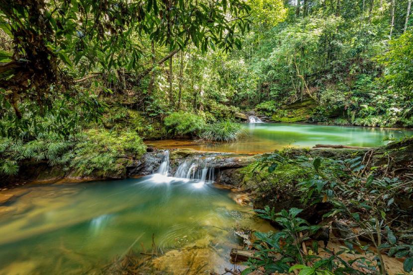 Borneo Tropical Rainforest Tour
