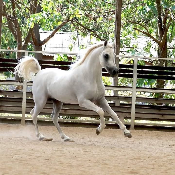 1 Hour Jungle & Beach Langkawi