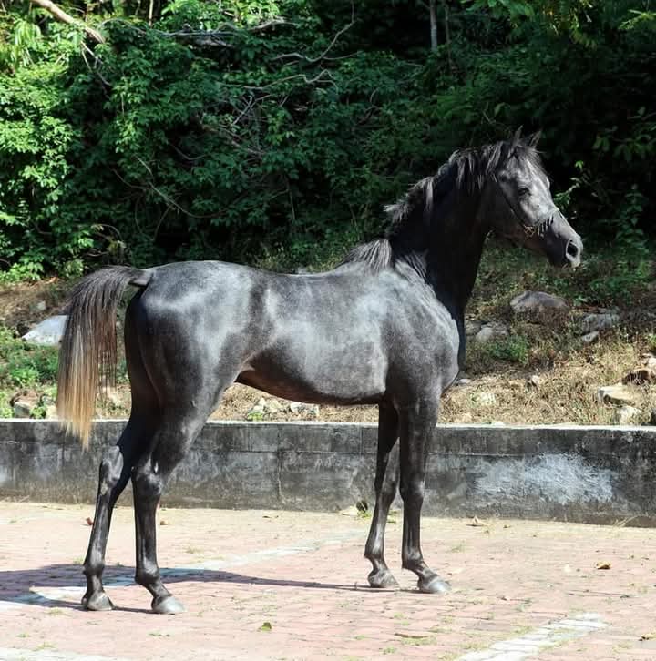 2 Hours Jungle & Beach Langkawi