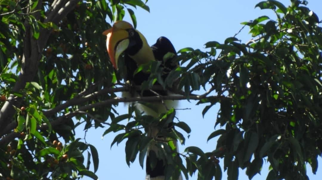 Birdwatching in Royal Belum