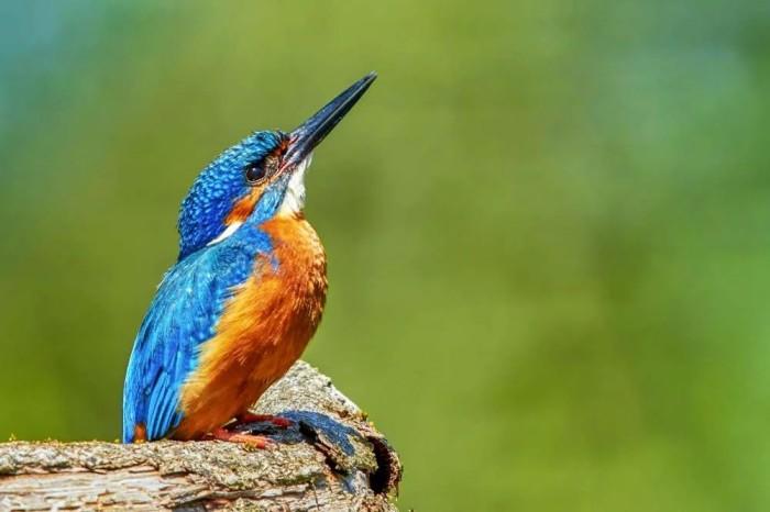 Birdwatching in Royal Belum