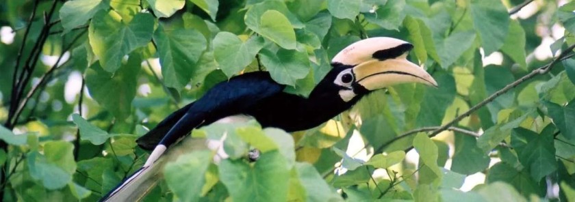 Birdwatching in Royal Belum