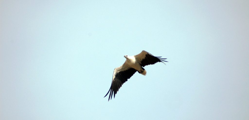 Birdwatching in Royal Belum