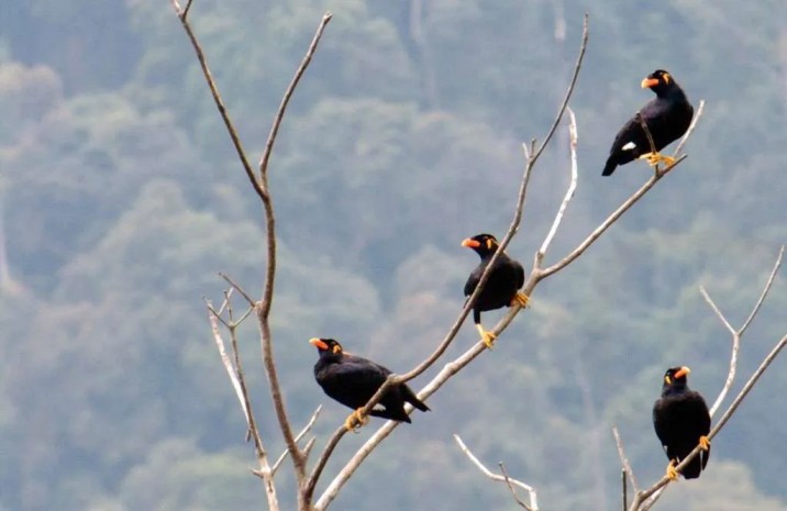 Birdwatching in Royal Belum
