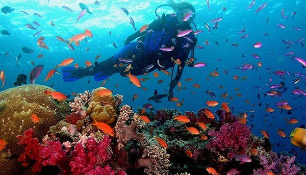 Koh Lipe Scuba Diving - Fun Dive Trips (Certified Diver)