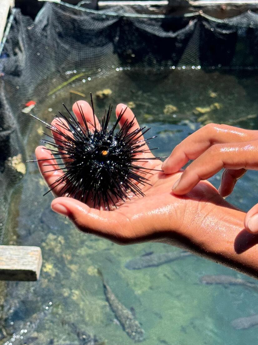 Langkawi Mangrove Tanjung Rhu Boat Tour