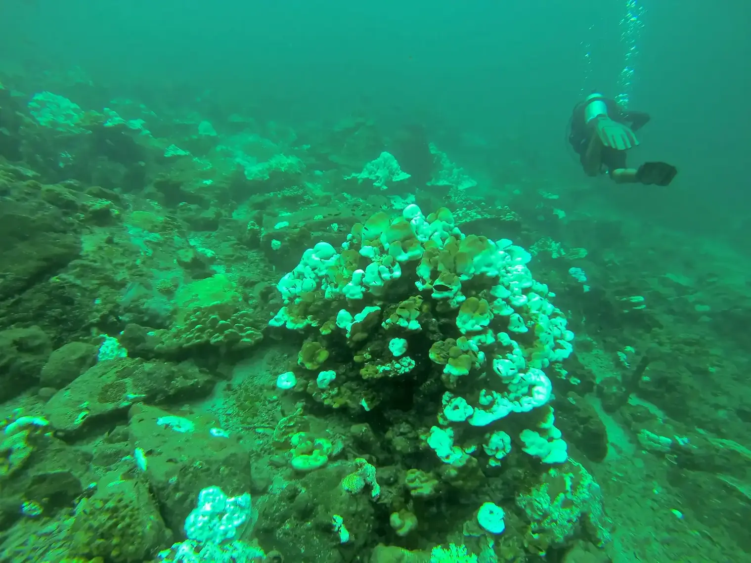 Scuba Diving at Payar Island