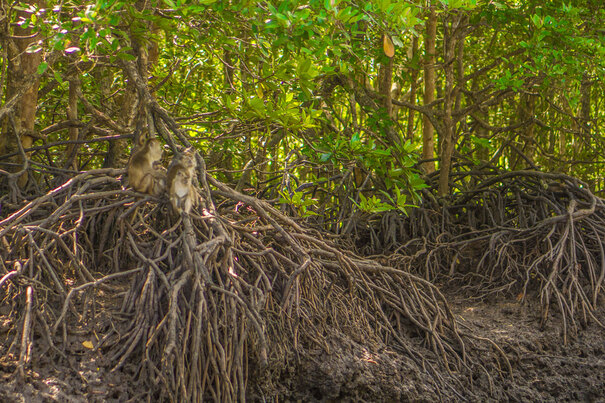 Langkawi Private UNESCO Geopark Cruise
