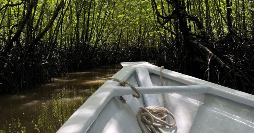 Private Mangrove Tour in Langkawi 3 Hours