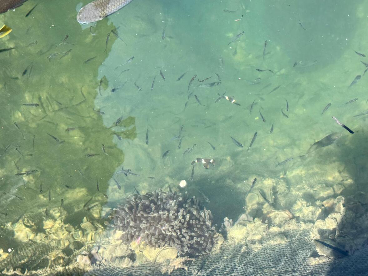 Private Mangrove Tour in Langkawi 3 Hours