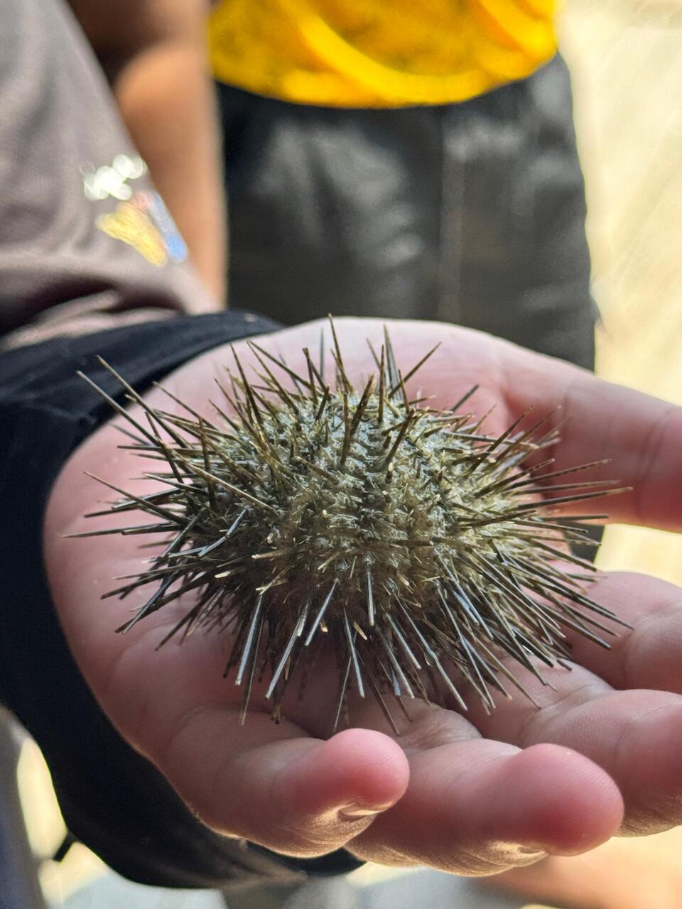 Private Mangrove Tour in Langkawi 4 Hours