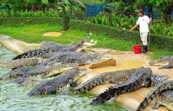 Langkawi Crocodile Adventure Land for Explore Combo