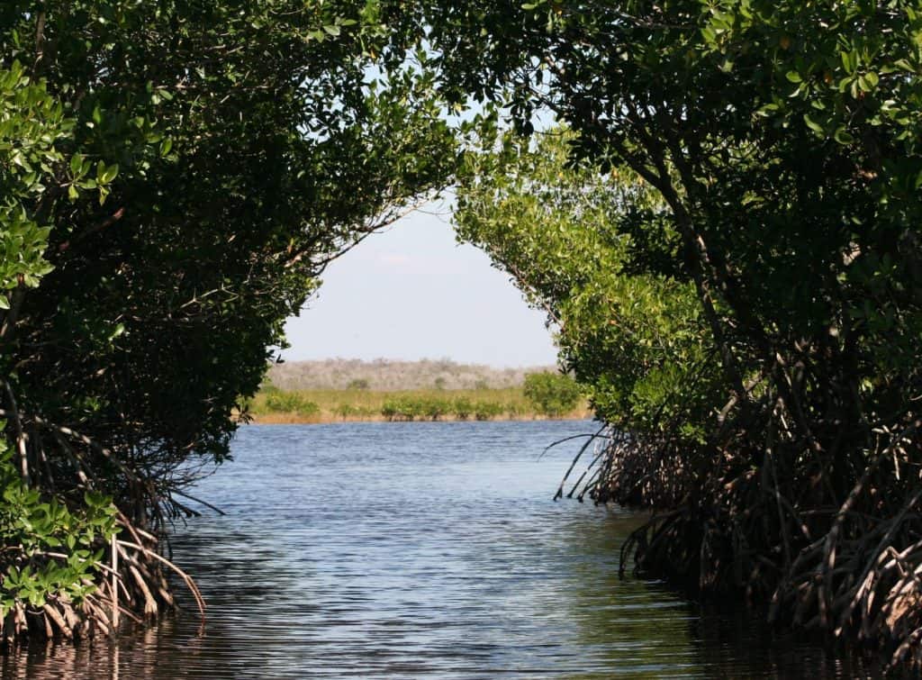 Kubang Badak Mangrove Sky Cruise in Langkawi