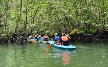 Mangrove Kayak Langkawi