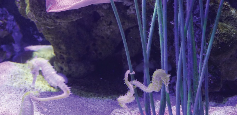 Underwater World Langkawi