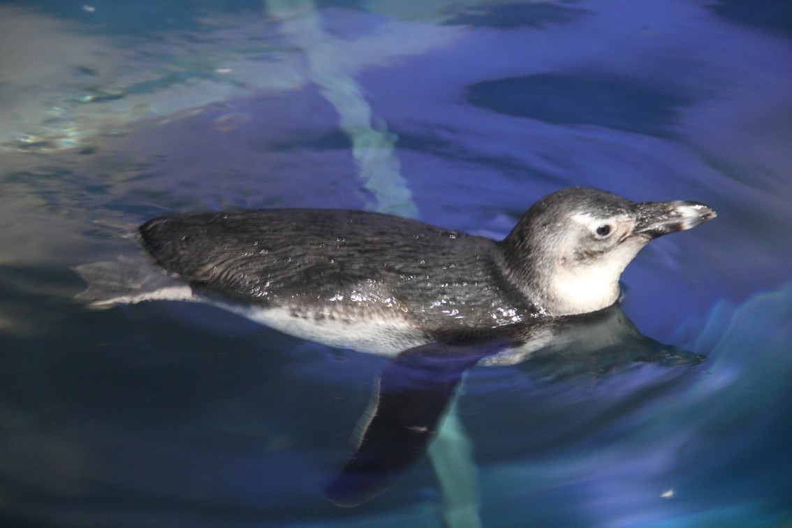 Underwater World Langkawi