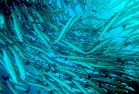 Fun Dive 2 Dives at Local Site Langkawi for Certified Diver