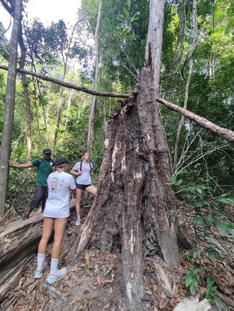 Rainforest walking in Langkawi