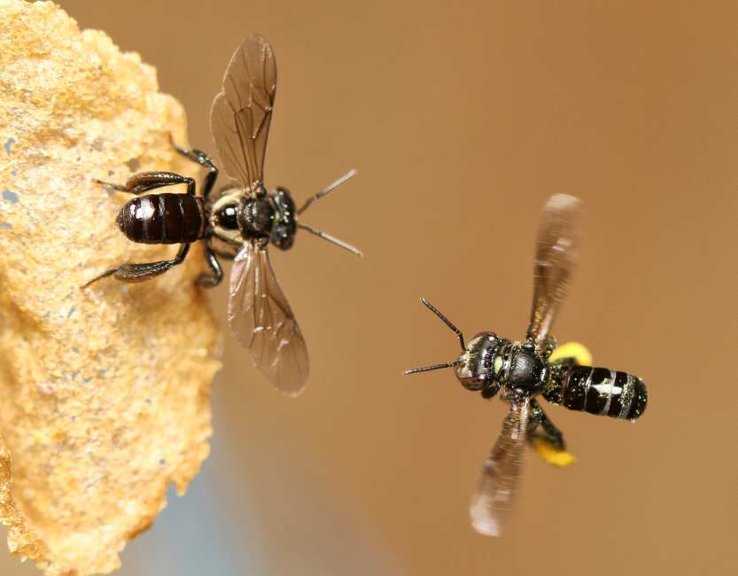 Belungkor Hill Hiking