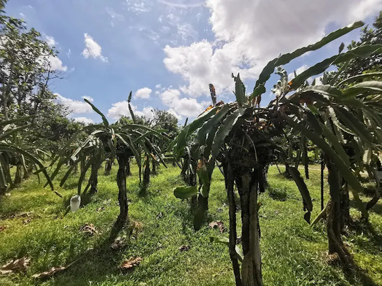 Sharing Lebam River Cruise